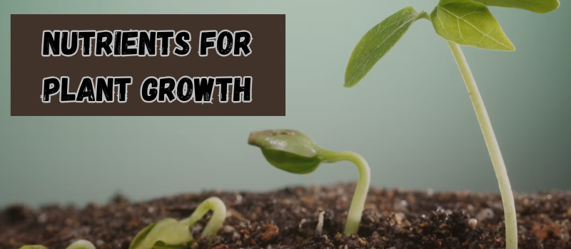 The Essential Nutrients for Plant Growth: