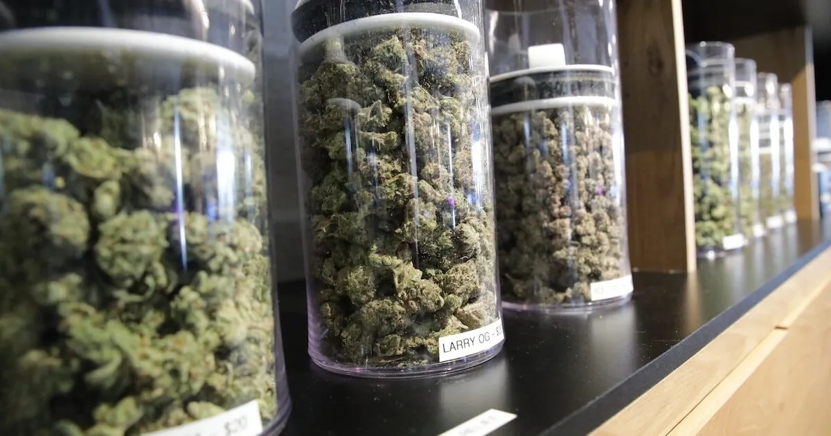 The Potent Appeal of GMO Strain in Modern Cannabis